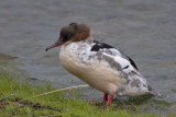 Merganser