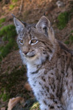 Young European Lynx