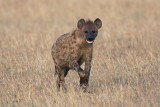 Hyena