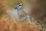 Dotterel