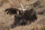 Griffon Vultures