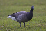 Brent Goose