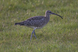 Whimbrel