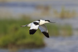 Avocet