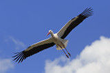 White Stork