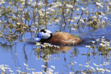 White-headed Duck