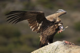 Black Vulture