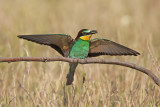 Bee-eater