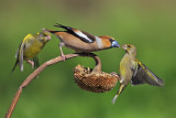 Hawfinch and Greenfinches