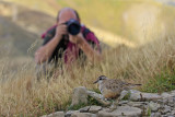 Dotterel and photographer...