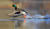 Mallard