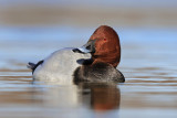 Common Pochard