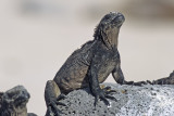 Marine Iguana