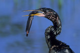 Anhinga