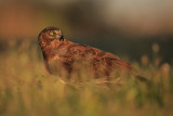 Marsh Harrier