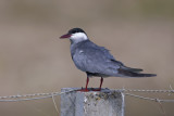 Whiskered Tern