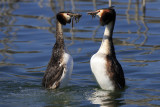 Great Crested Grebes