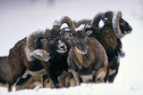 Mouflon Sheeps