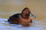 Ferruginous Duck