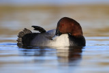 Common Pochard