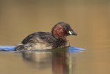 Little Grebe