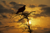 Black Vulture