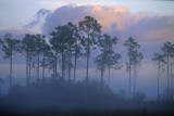 Everglades at dawn