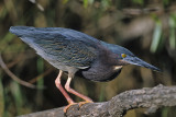 Green Heron