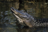 Alligator