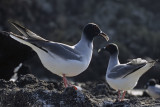 Swallow-tailed Gulls