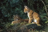 Young European Lynxes