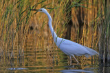 Great White Egret