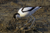 Avocet