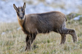 Young Chamois