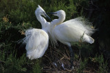 Little Egrets