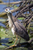 Young Black-crowned Night Heron