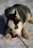 Young Sled Dog