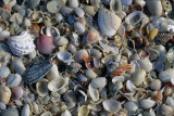 Sea Shells