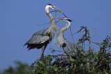 Great Blue Herons