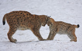 Playing Lynxes