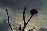Ospreys Nest