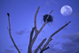 Ospreys Nest