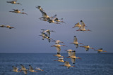 White Ibises