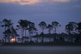 Everglades at dawn