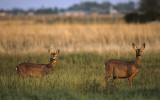 Roe Deers