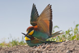 Bee Eaters