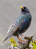 Starling3.jpg