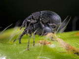 HollyhockWeevil.jpg