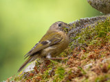 2Goldcrest.jpg