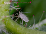 MicroAssasin.jpg